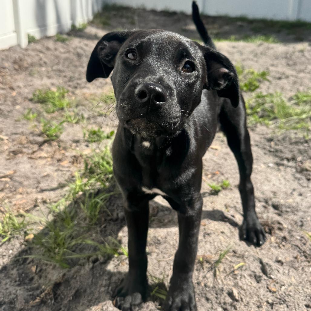 Enlarge Piper, a Adoptable Labrador Retriever in Sarasota, FL image 6/6