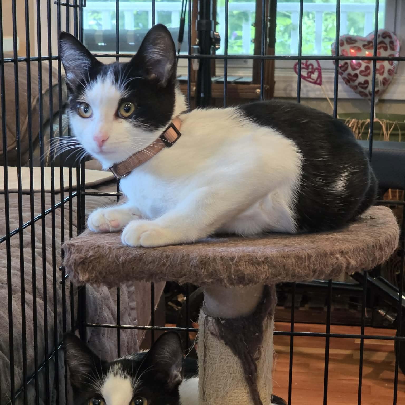 Pop, Adoptable, Young Male Domestic Short Hair.