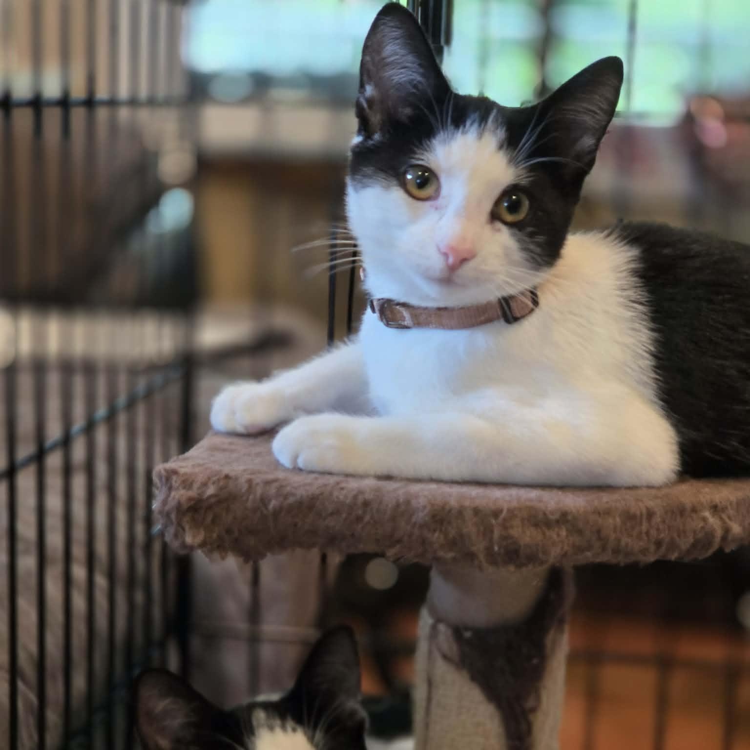 Enlarge Pop, a Adoptable Domestic Short Hair in McHenry, IL image 2/2