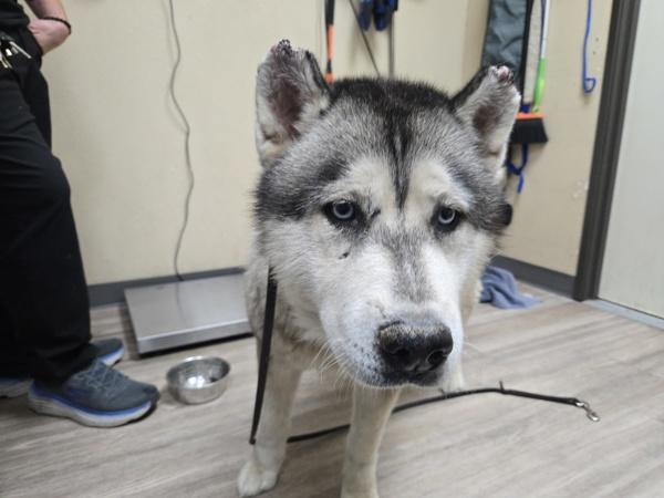 Teddy, Adoptable, Adult Male Siberian Husky.
