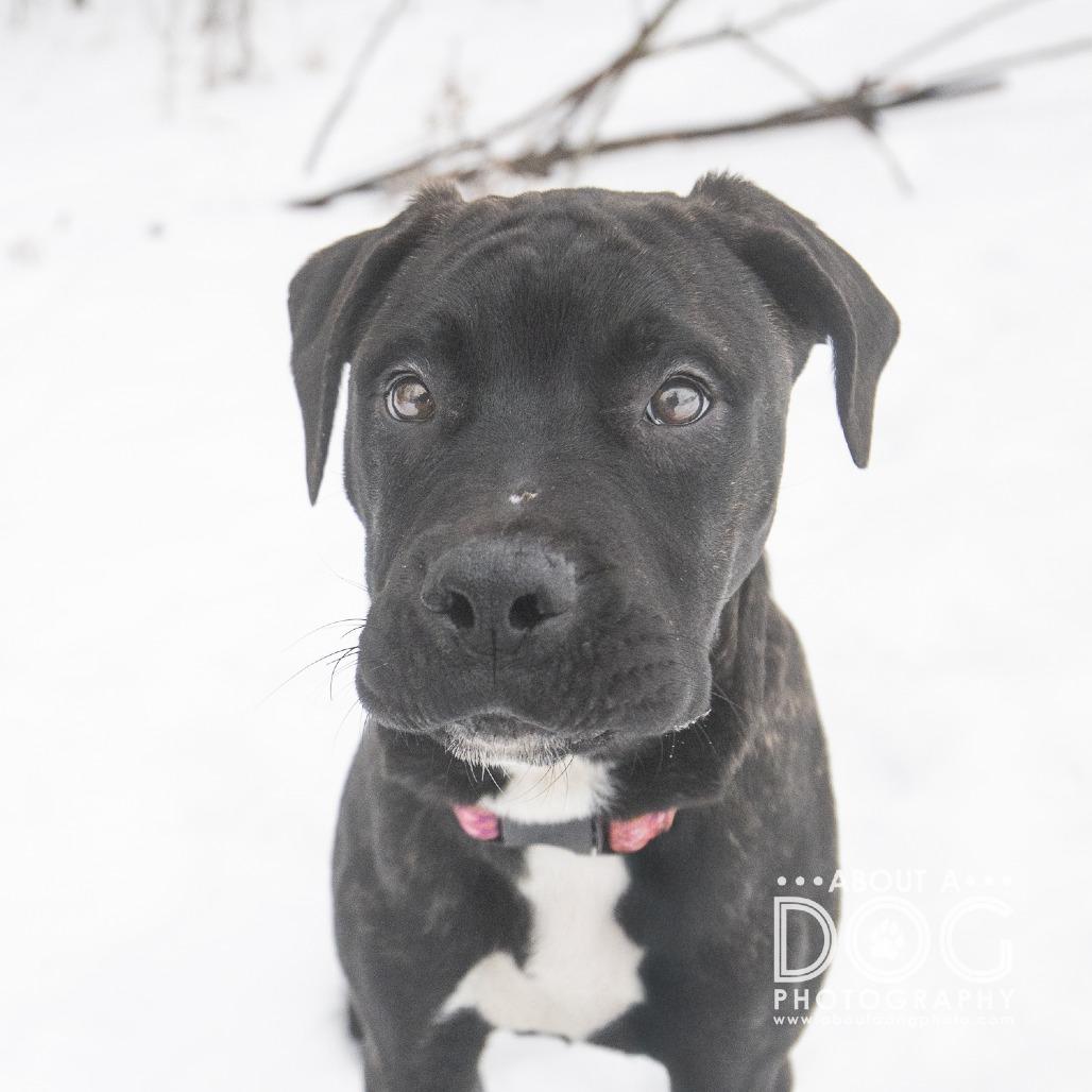 Buck, Adoptable, Puppy Male Mastiff & Mixed Breed.