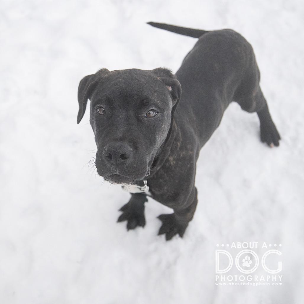 Enlarge Buck, a Adoptable mixed breed in Saint Cloud, MN image 2/3