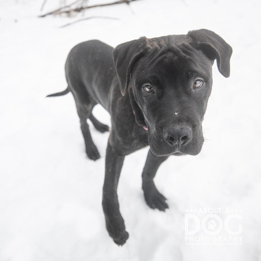 Enlarge Buck, a Adoptable mixed breed in Saint Cloud, MN image 3/3