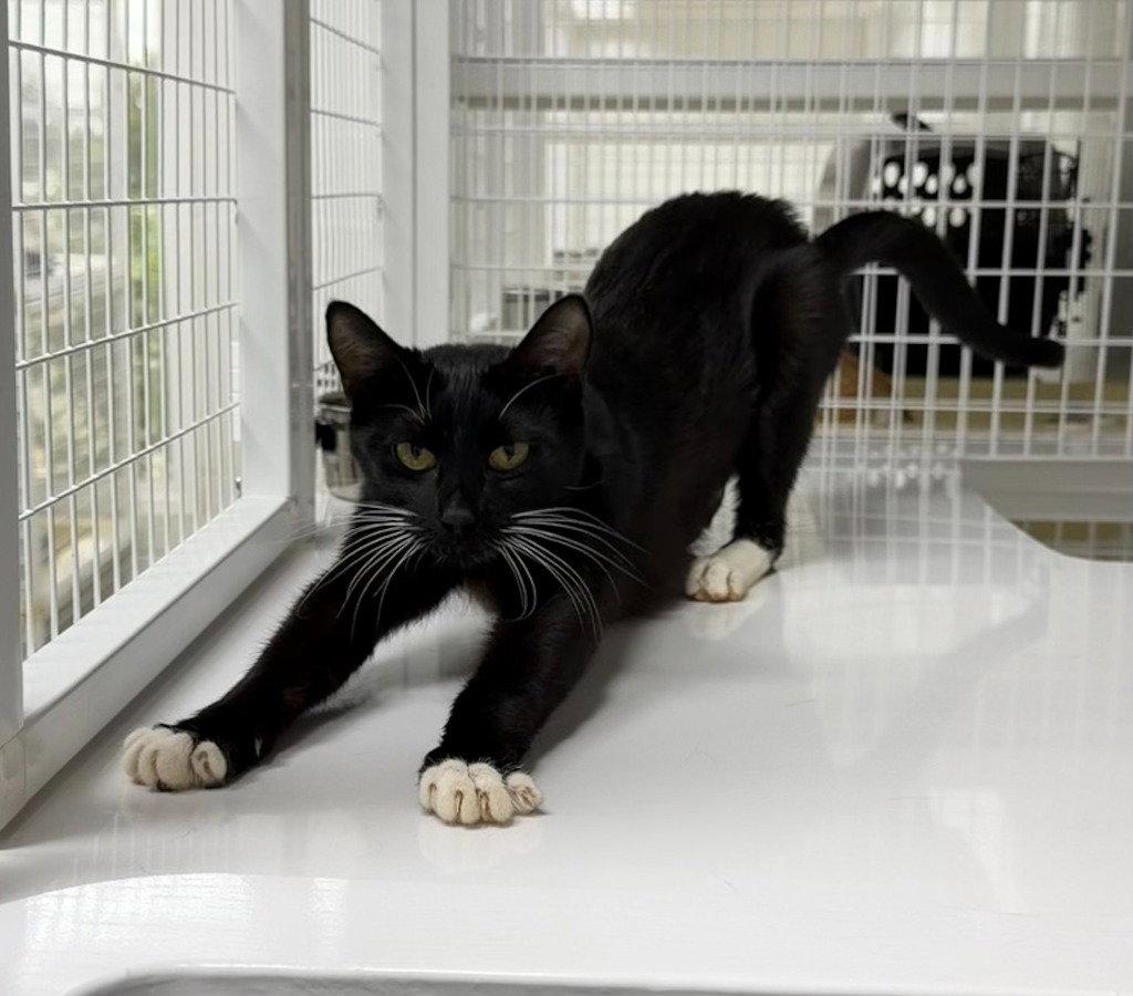 Independance 26-09, Adoptable, Young Female Domestic Short Hair.