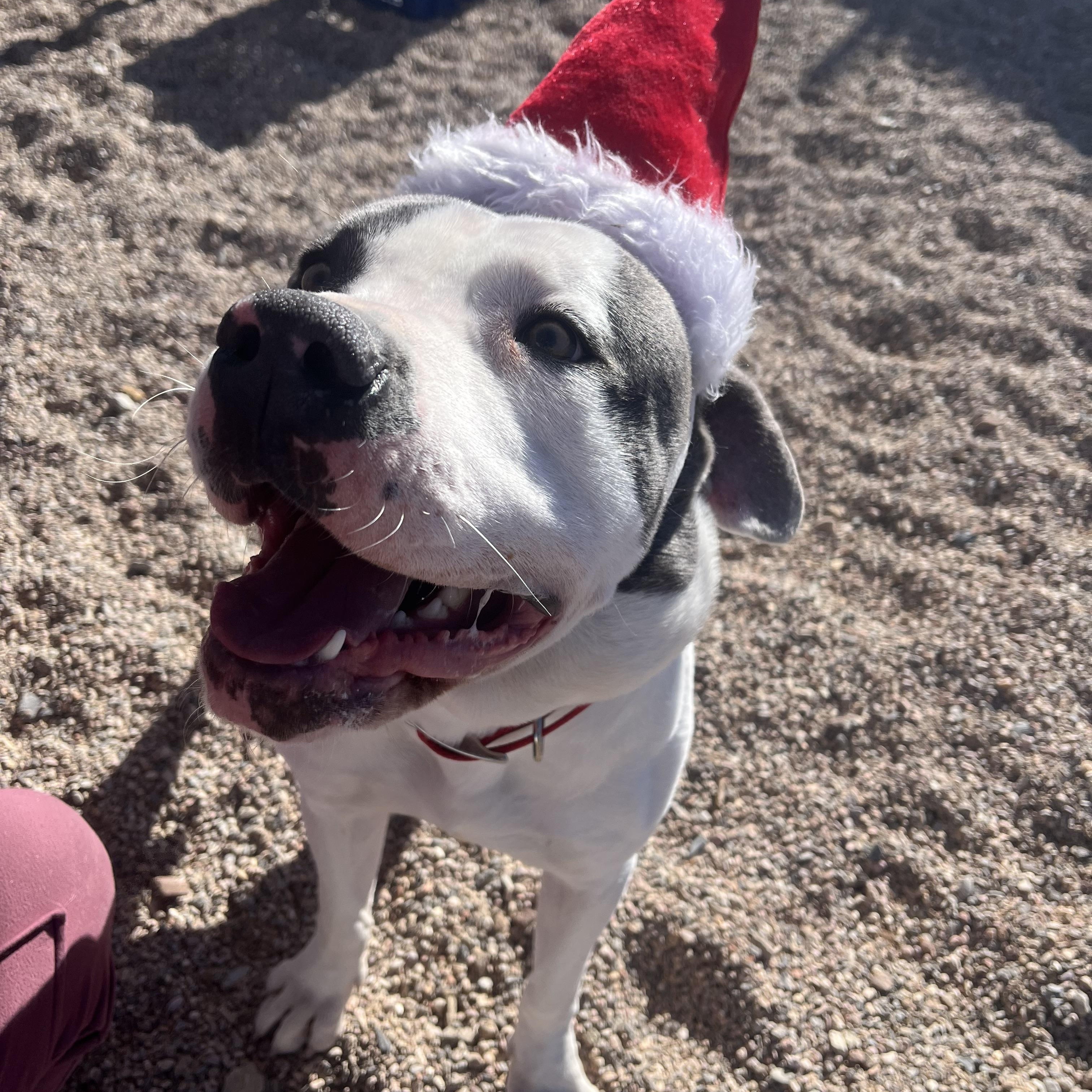 Loki, Adoptable, Adult Male Pit Bull Terrier.