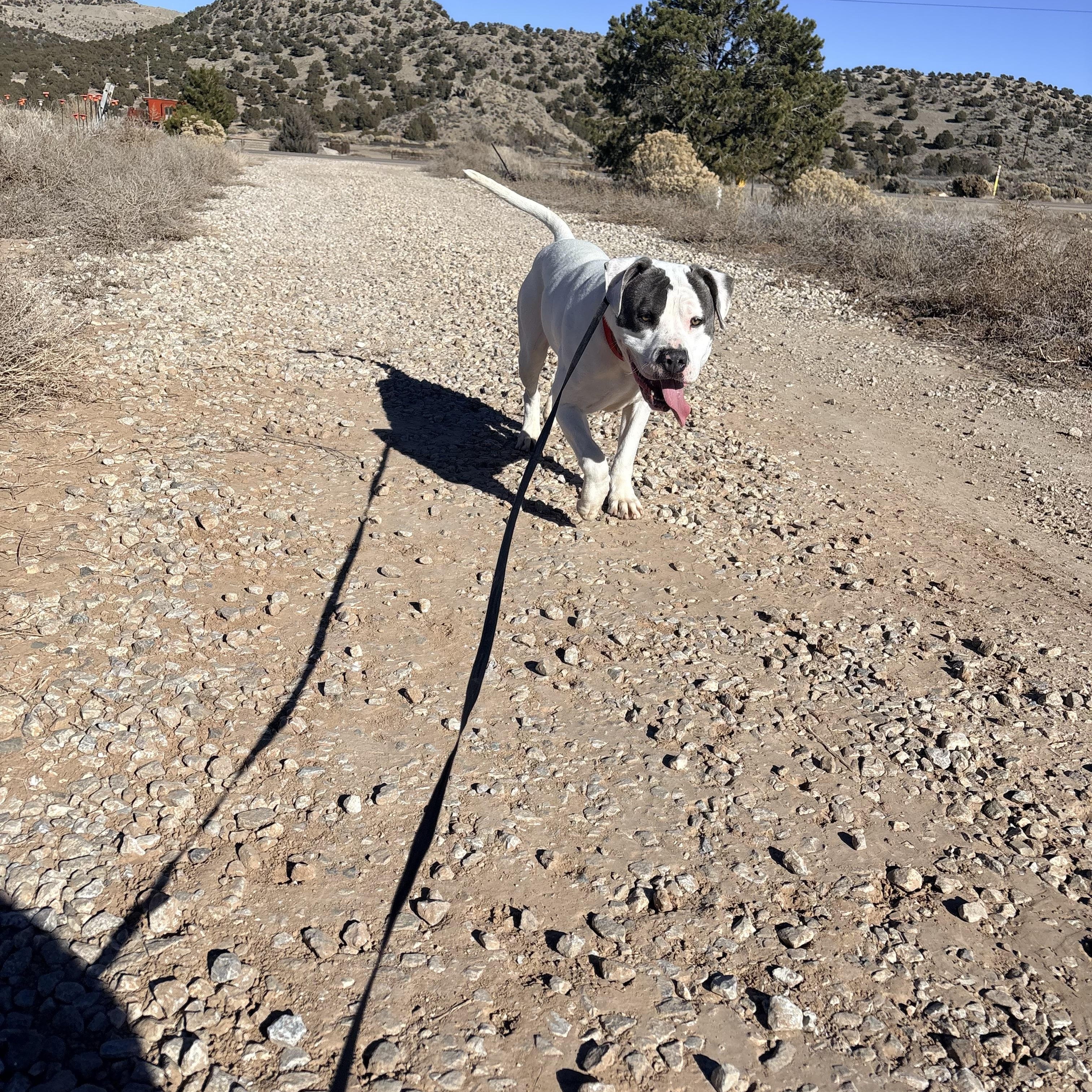 Enlarge Loki, a Adoptable Pit Bull Terrier in Cedar City, UT image 2/2