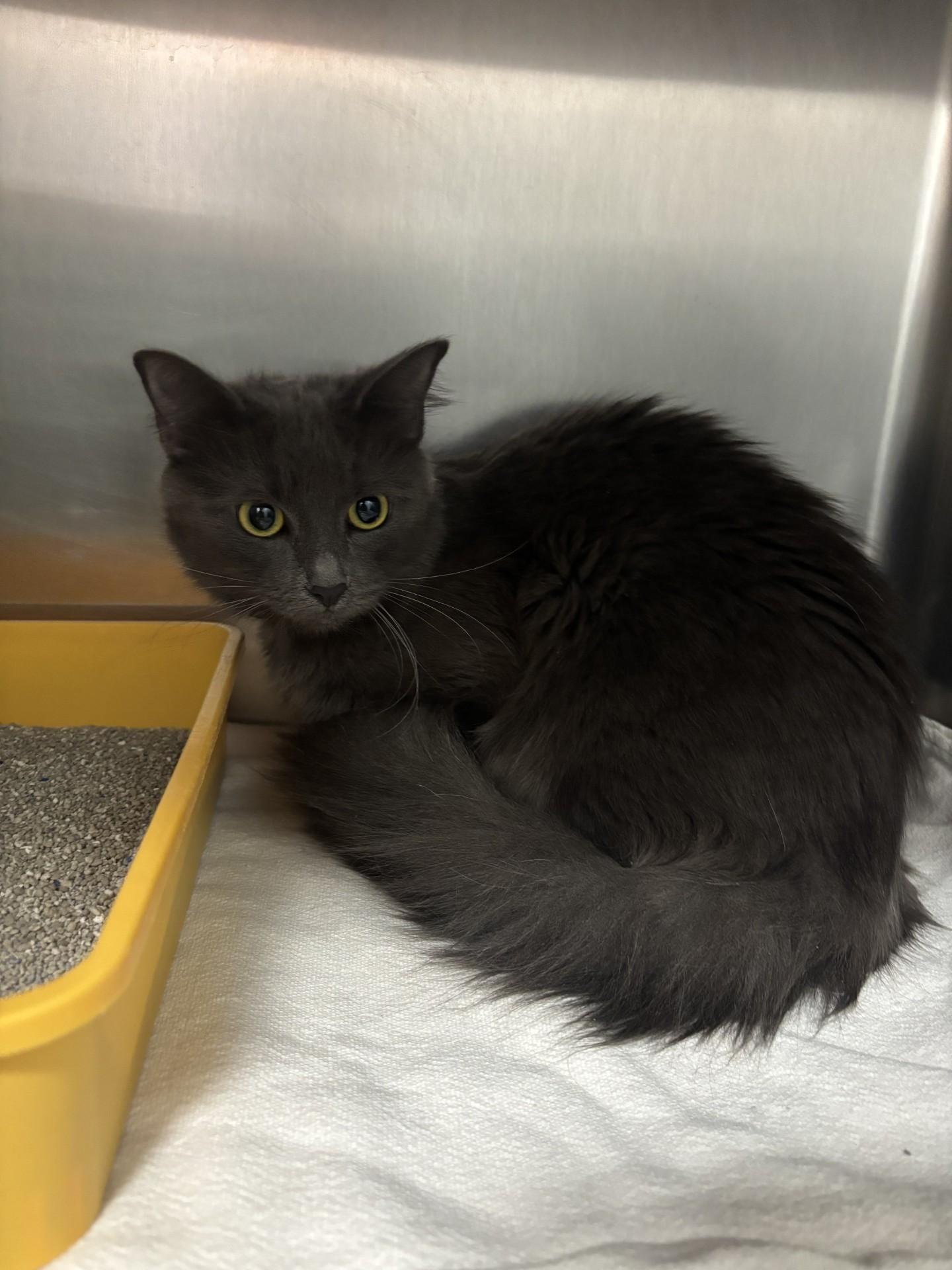 Enlarge Stellaluna, an adopted Domestic Long Hair in Yorkville, IL image 1/1