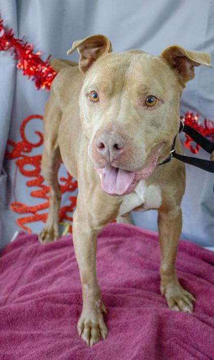 King — thumbnail 2