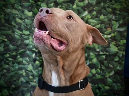 King — thumbnail 3