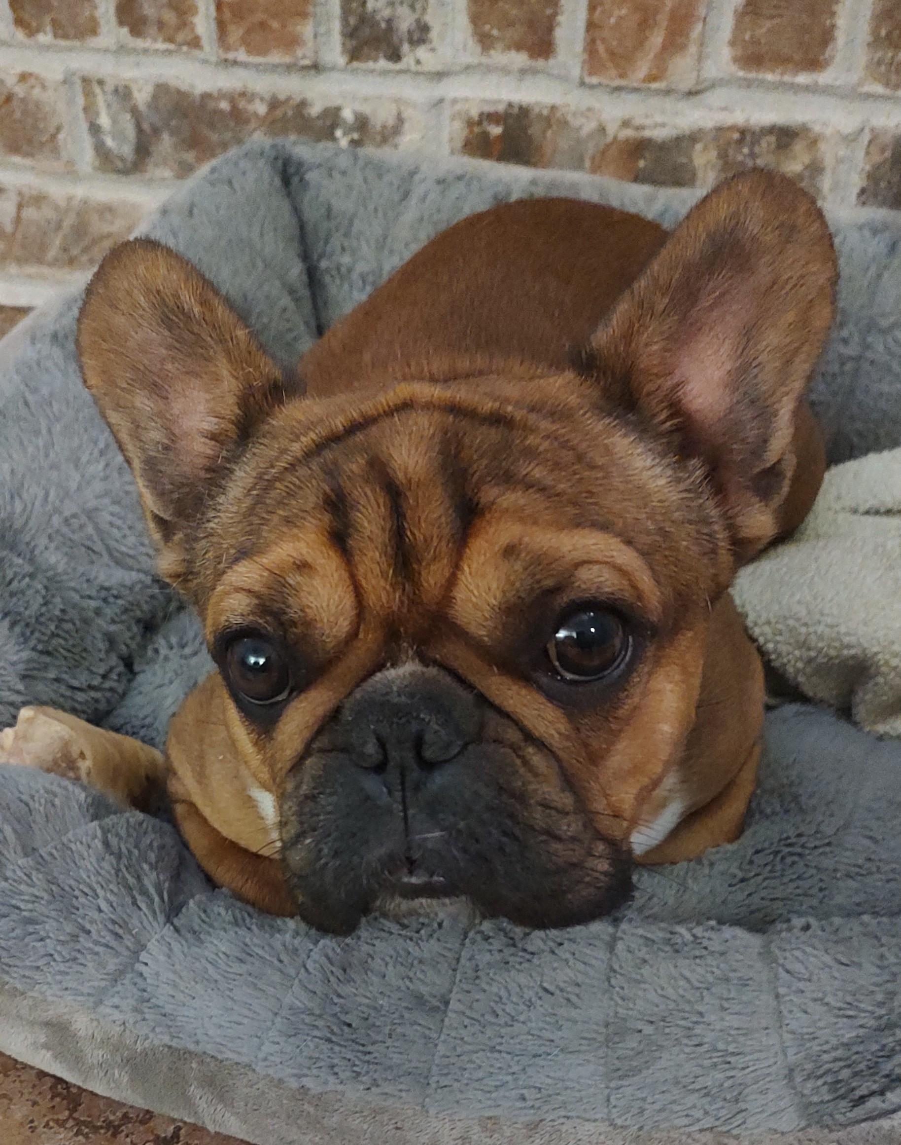 Enlarge Francois, a ADOPTABLE French Bulldog in Mary Esther, FL image 1/3