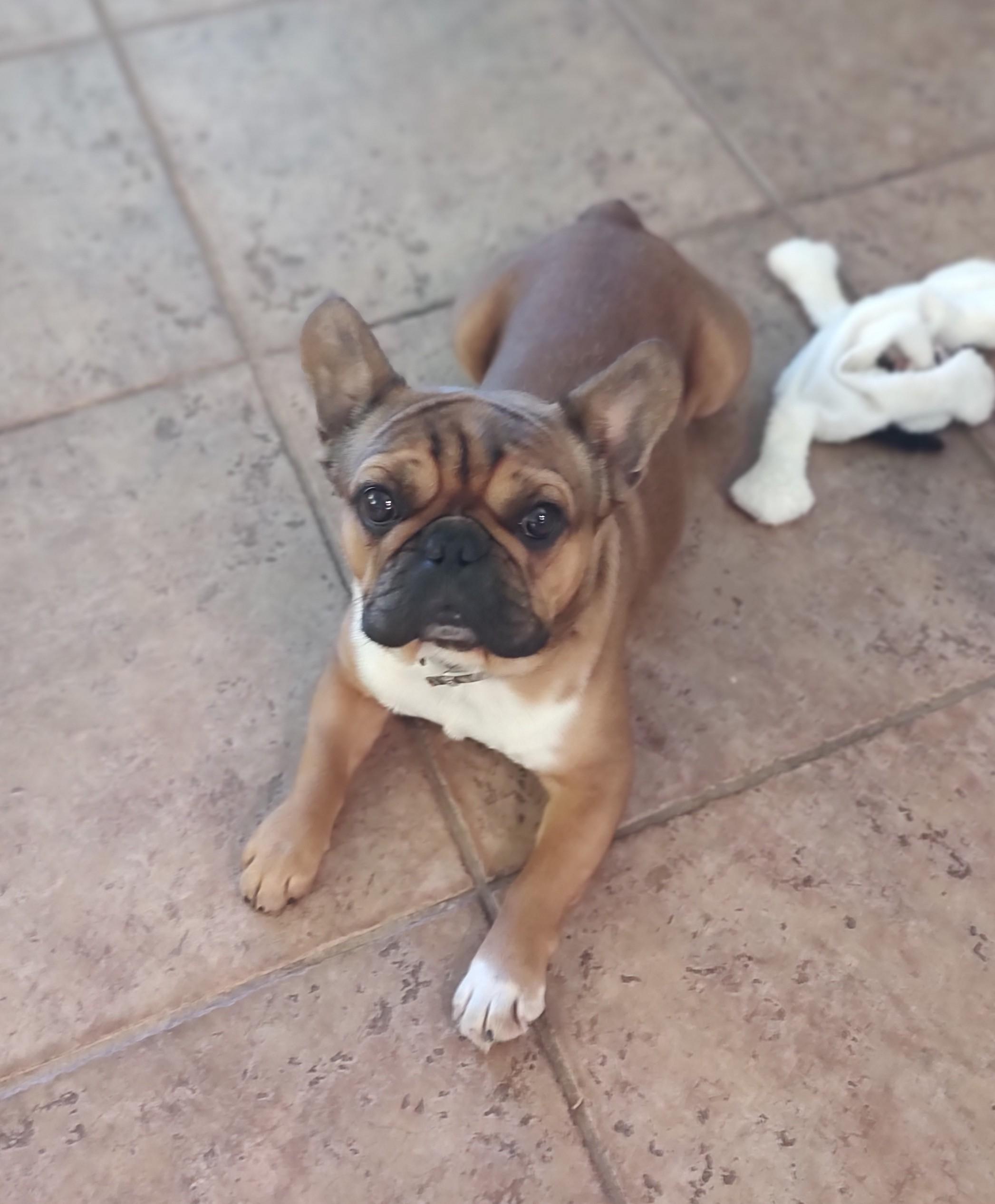 Enlarge Francois, a ADOPTABLE French Bulldog in Mary Esther, FL image 2/3