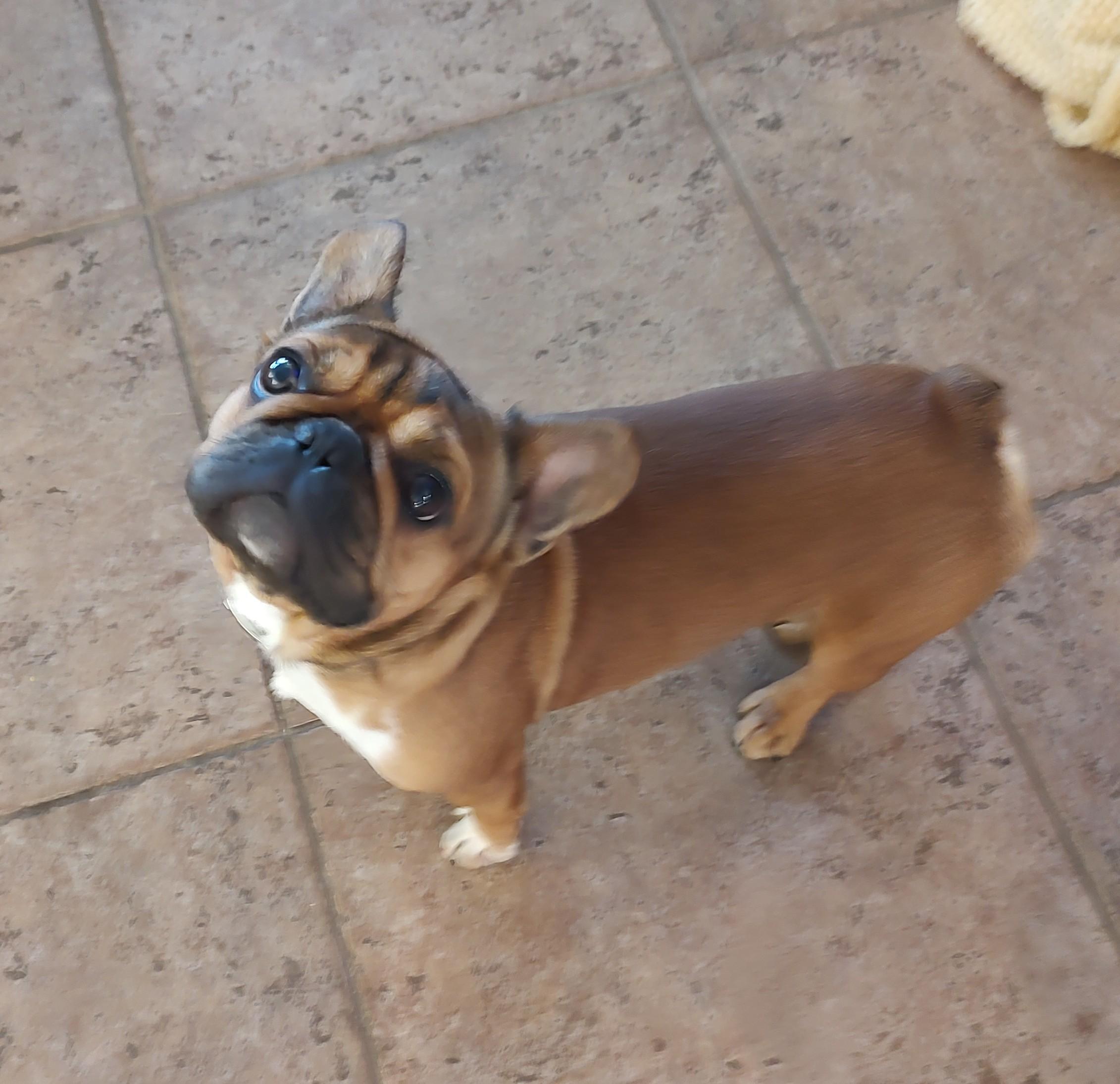 Enlarge Francois, a ADOPTABLE French Bulldog in Mary Esther, FL image 3/3