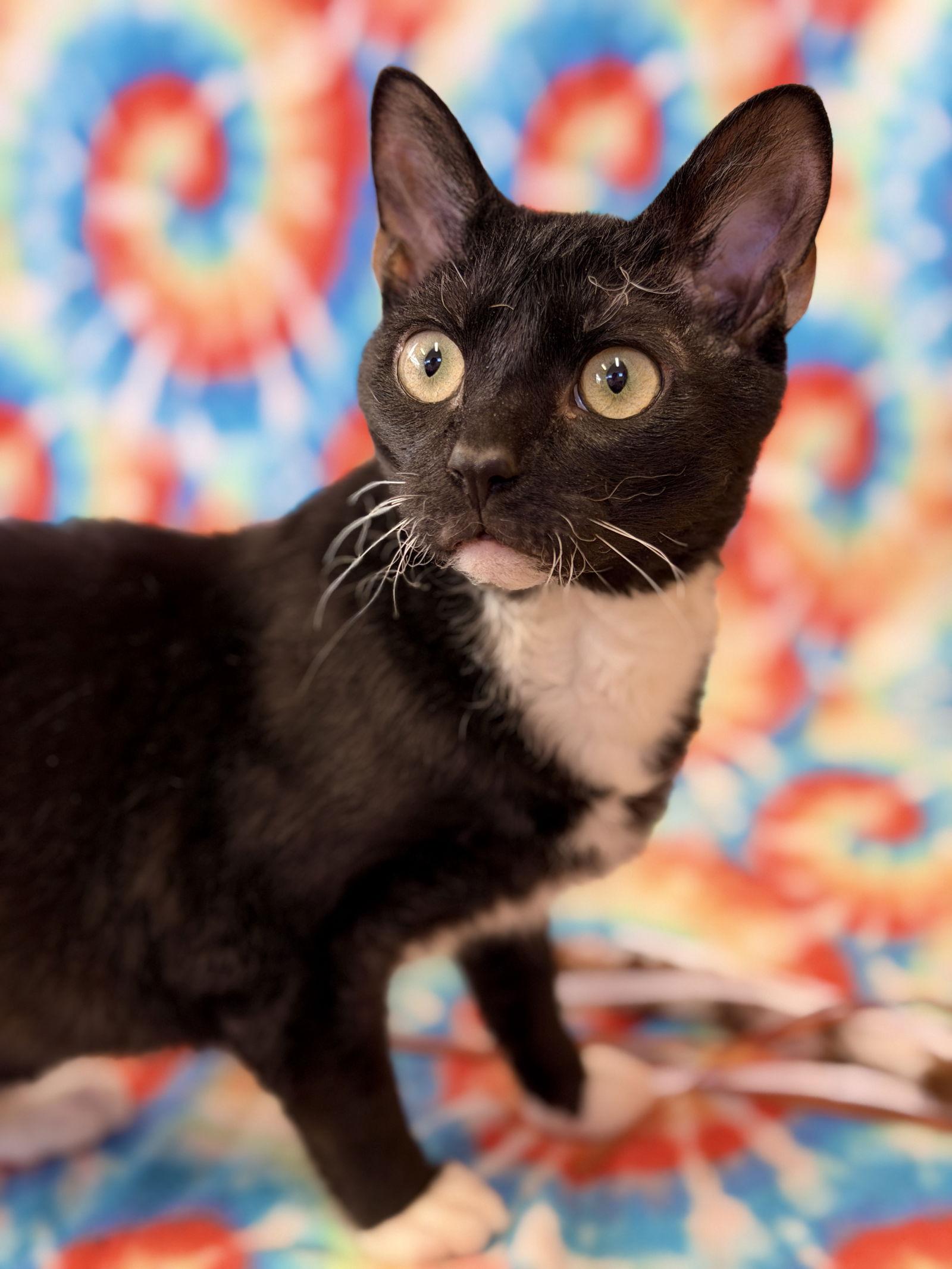 Rex, Adoptable, Adult Male Domestic Short Hair.