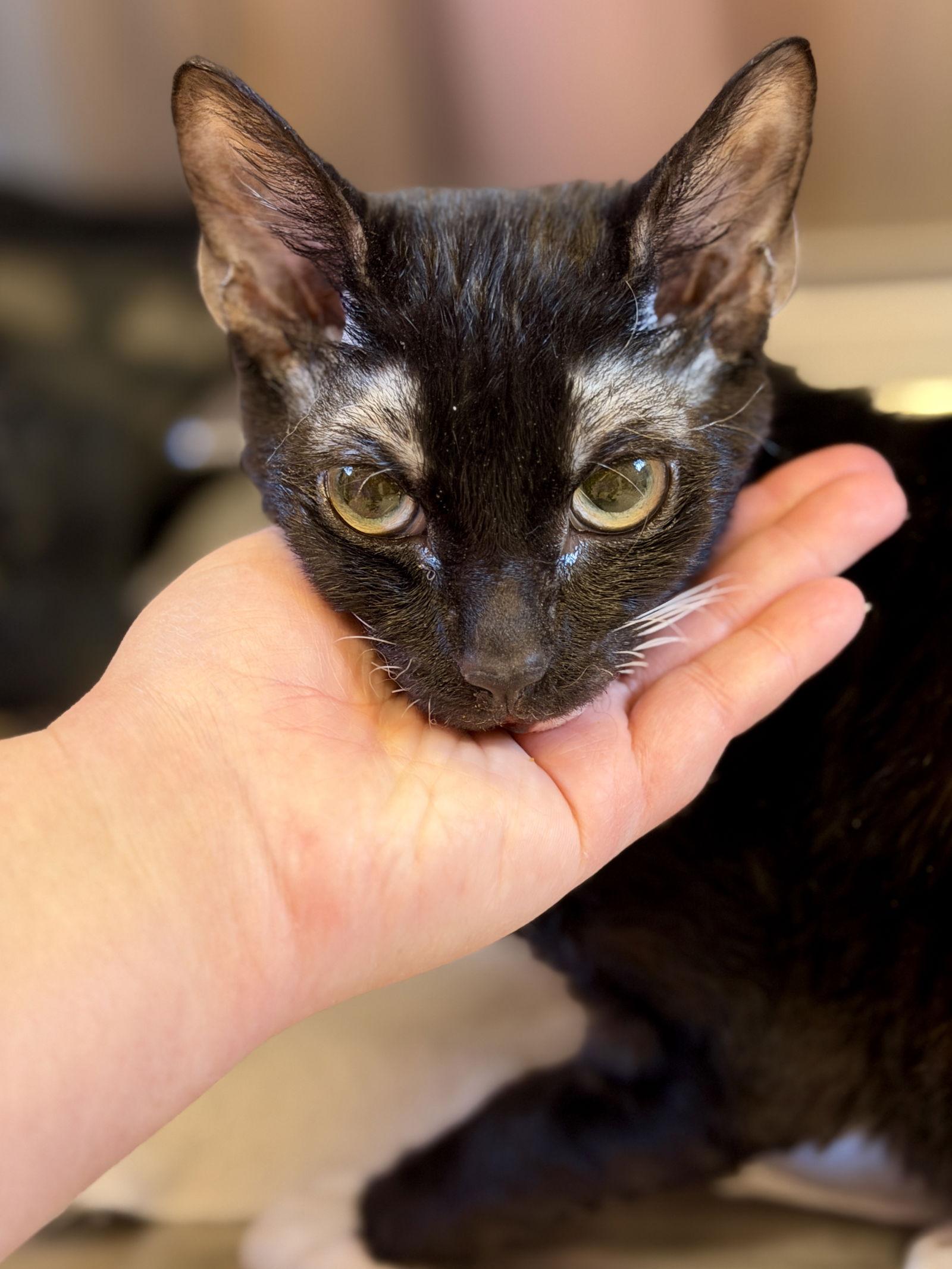 Enlarge Rex, a Adoptable Domestic Short Hair in West Cornwall, CT image 2/3