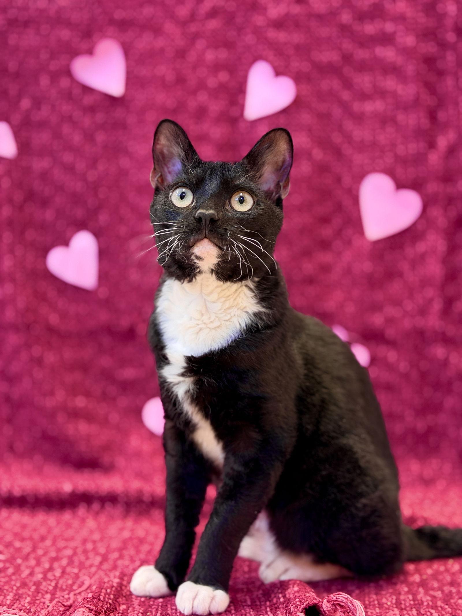 Rex, Adoptable, Adult Male Domestic Short Hair.