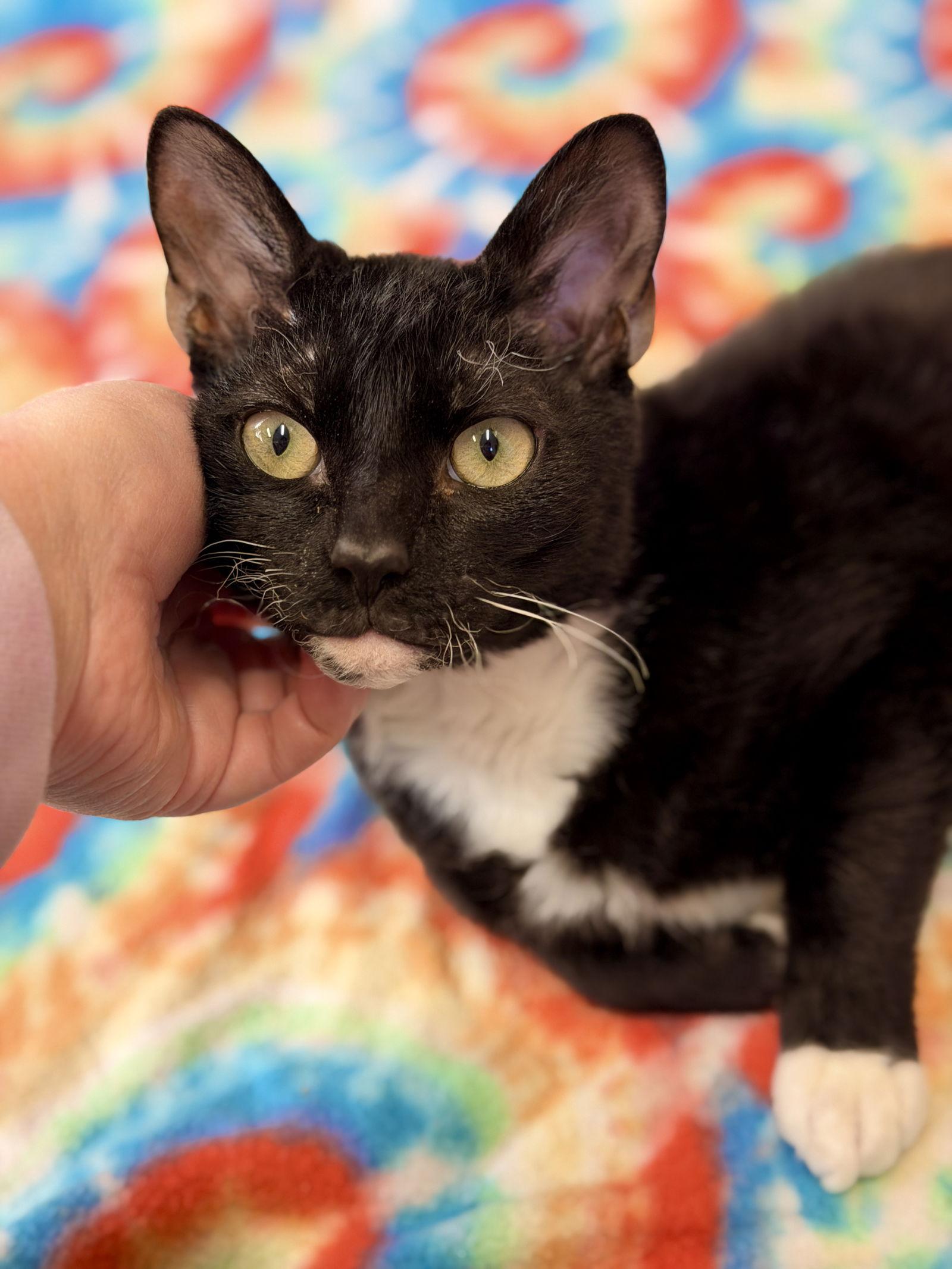 Enlarge Rex, a Adoptable Domestic Short Hair in West Cornwall, CT image 3/3