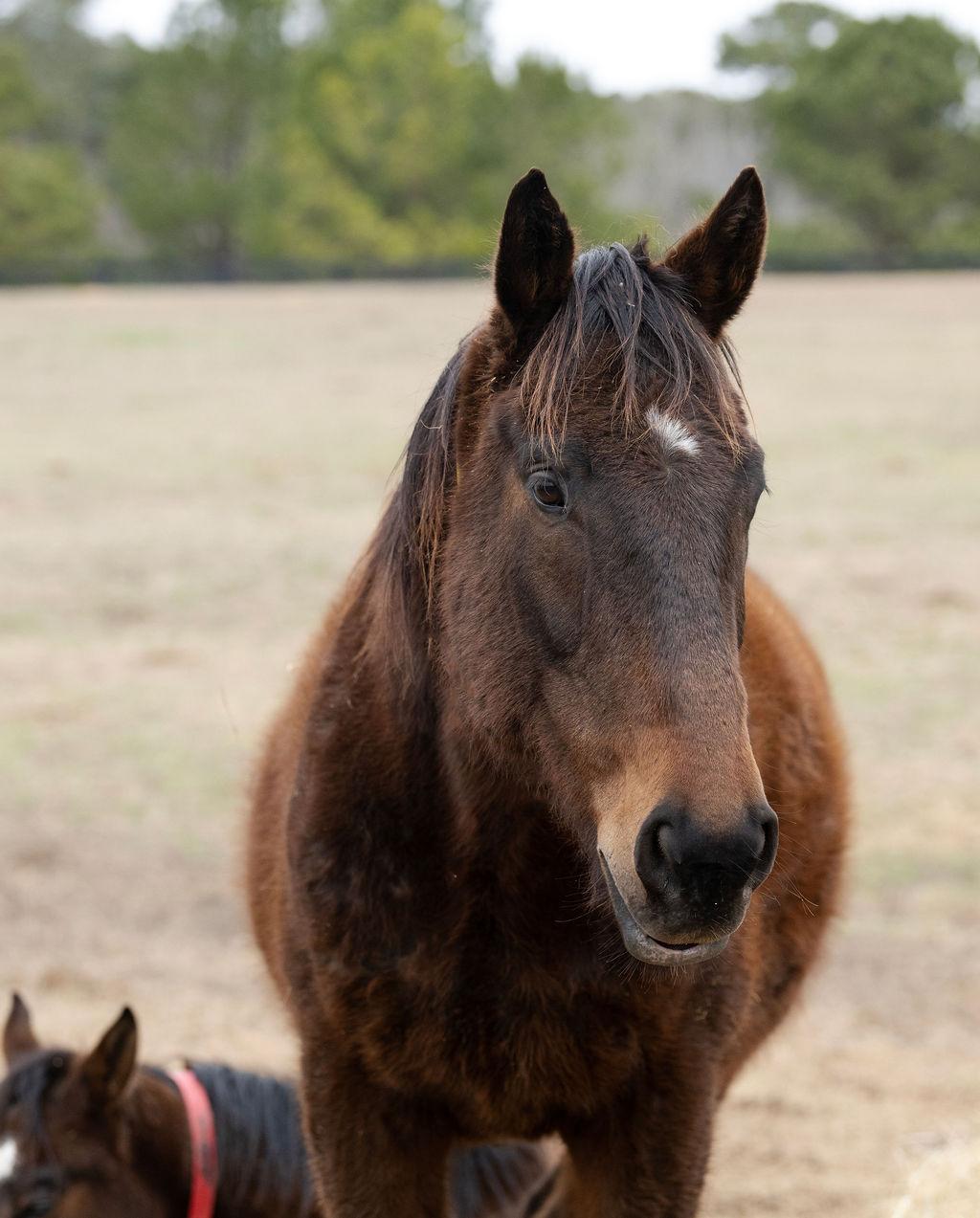 Enlarge Brody, a ADOPTABLE Quarterhorse in Aiken, SC image 2/3