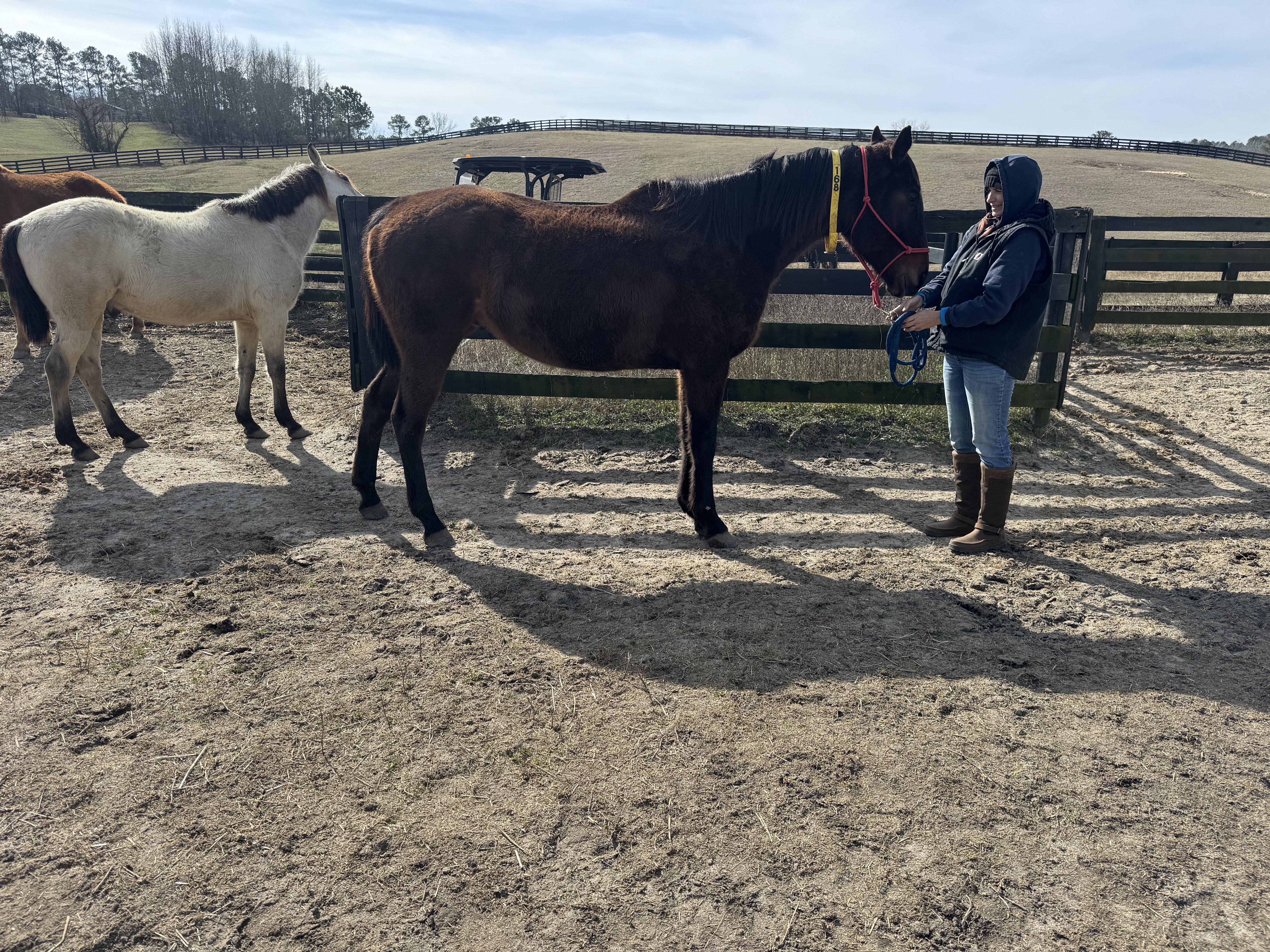 Enlarge Brody, a ADOPTABLE Quarterhorse in Aiken, SC image 3/3