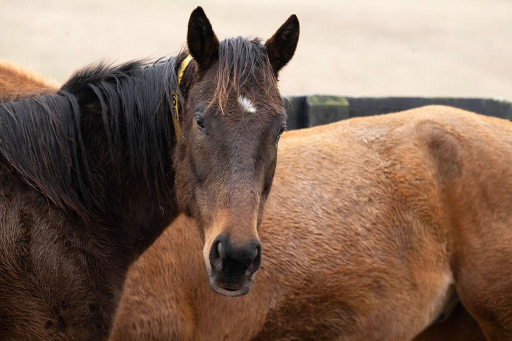Enlarge Brody, a ADOPTABLE Quarterhorse in Aiken, SC image 1/3