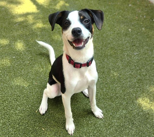 OWEN, Adoptable, Young Male Rat Terrier & Mixed Breed.