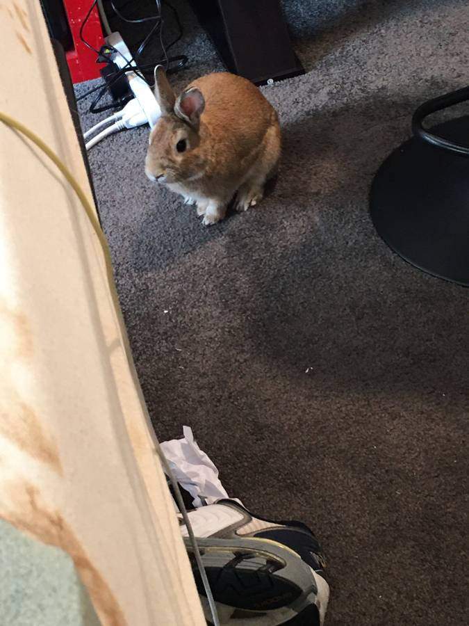 Deakins, a Adopted American in Seattle, WA image 1/6