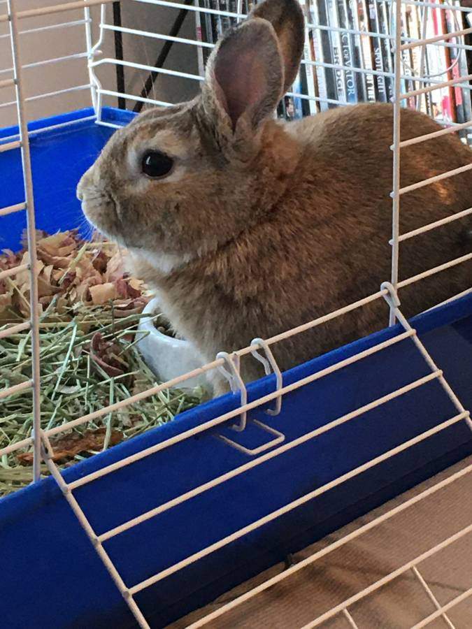 Deakins, a Adopted American in Seattle, WA image 2/6