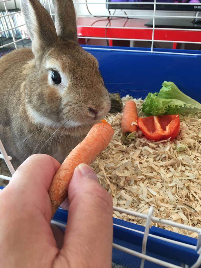 Deakins, a Adopted American in Seattle, WA image 3/6