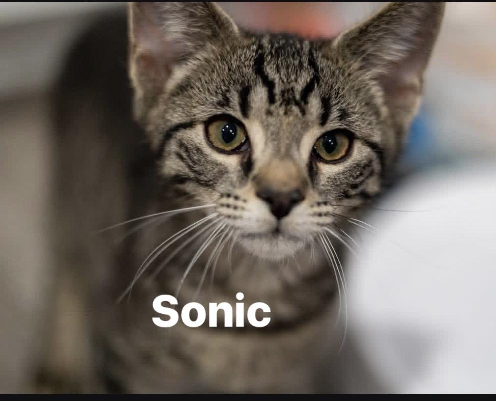 SONIC & KNUCKLES, a ADOPTABLE Domestic Short Hair in Schnecksville, PA image 2/4
