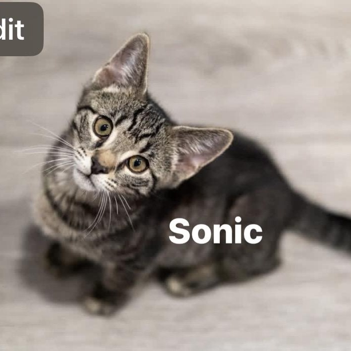 SONIC & KNUCKLES, a ADOPTABLE Domestic Short Hair in Schnecksville, PA image 4/4