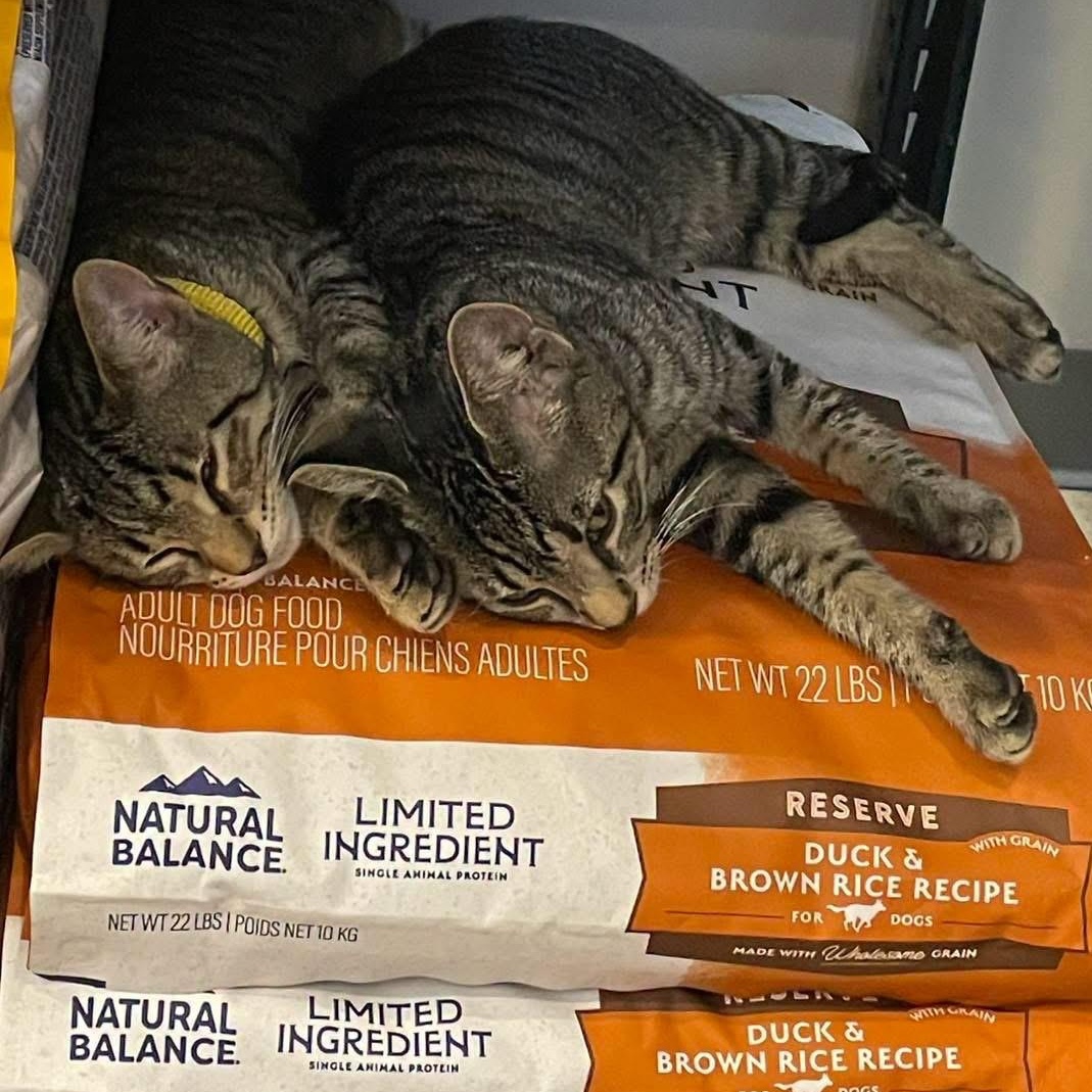 SONIC & KNUCKLES, a ADOPTABLE Domestic Short Hair in Schnecksville, PA image 5/5