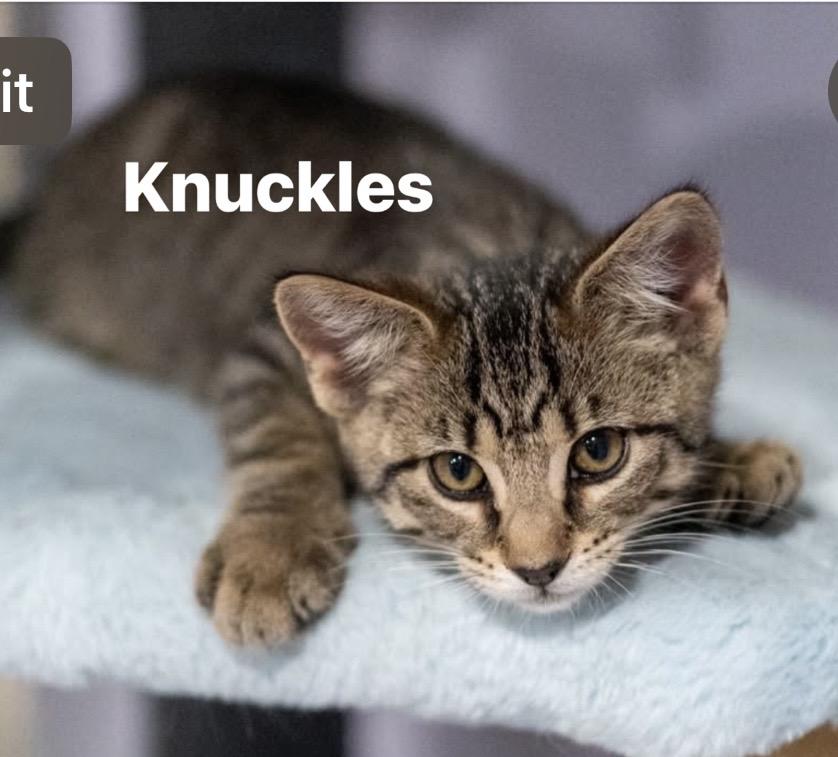 SONIC & KNUCKLES, a ADOPTABLE Domestic Short Hair in Schnecksville, PA image 3/4