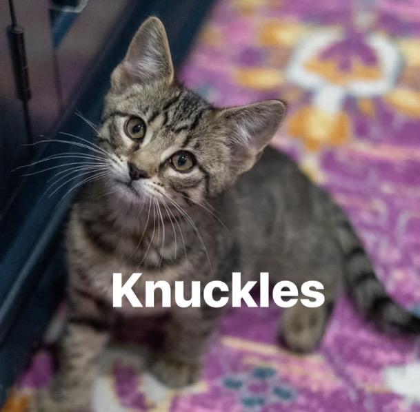SONIC & KNUCKLES, a ADOPTABLE Domestic Short Hair in Schnecksville, PA image 1/4