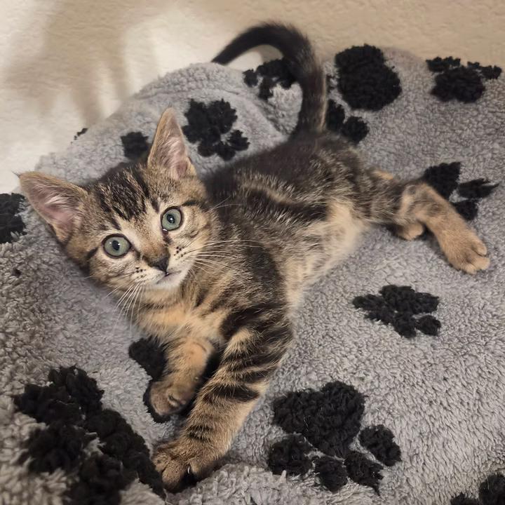 Grant, ADOPTABLE, Young Male Domestic Short Hair.
