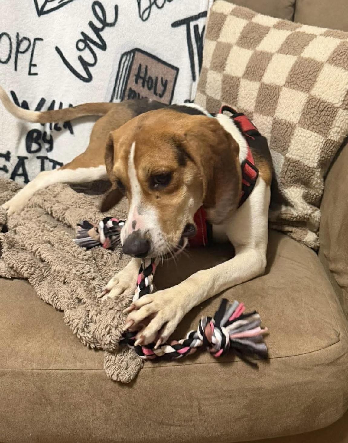 Enlarge Sara Marie, a Adoptable Hound in Westwood, NJ image 4/6