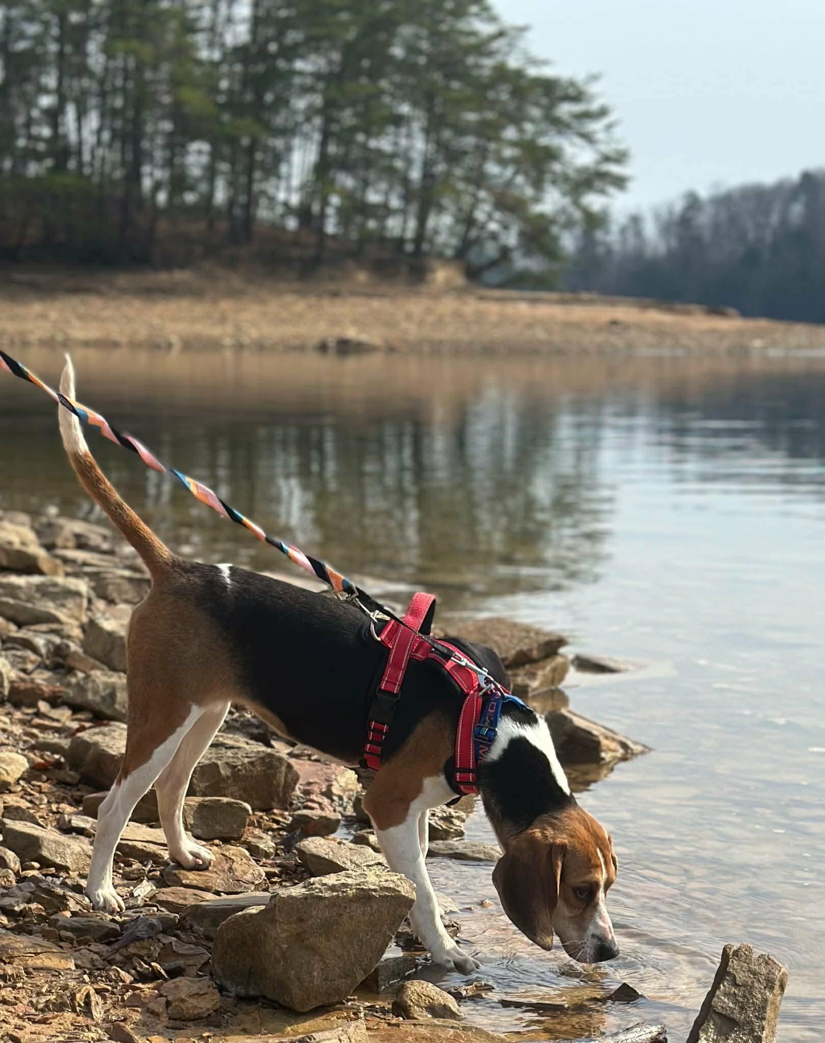 Enlarge Sara Marie, a Adoptable Hound in Westwood, NJ image 3/6