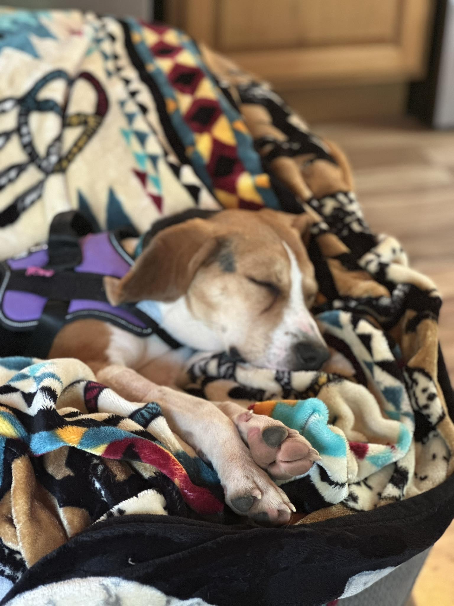 Enlarge Sara Marie, a Adoptable Hound in Westwood, NJ image 6/6