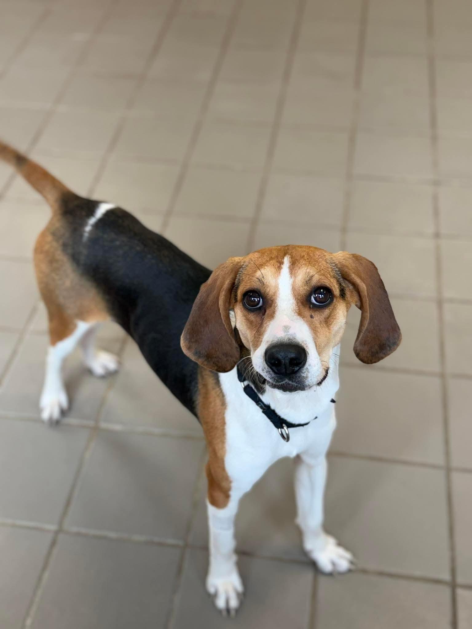 Sara Marie, Adoptable, Puppy Female Hound.