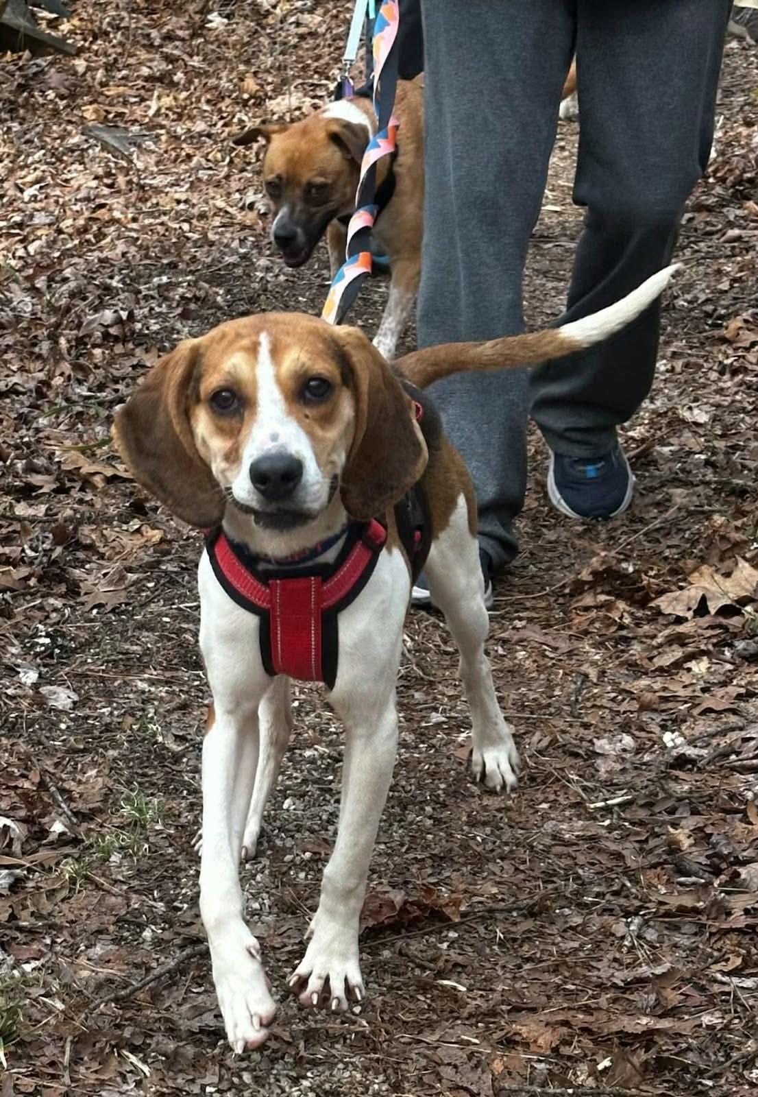 Enlarge Sara Marie, a Adoptable Hound in Westwood, NJ image 2/6