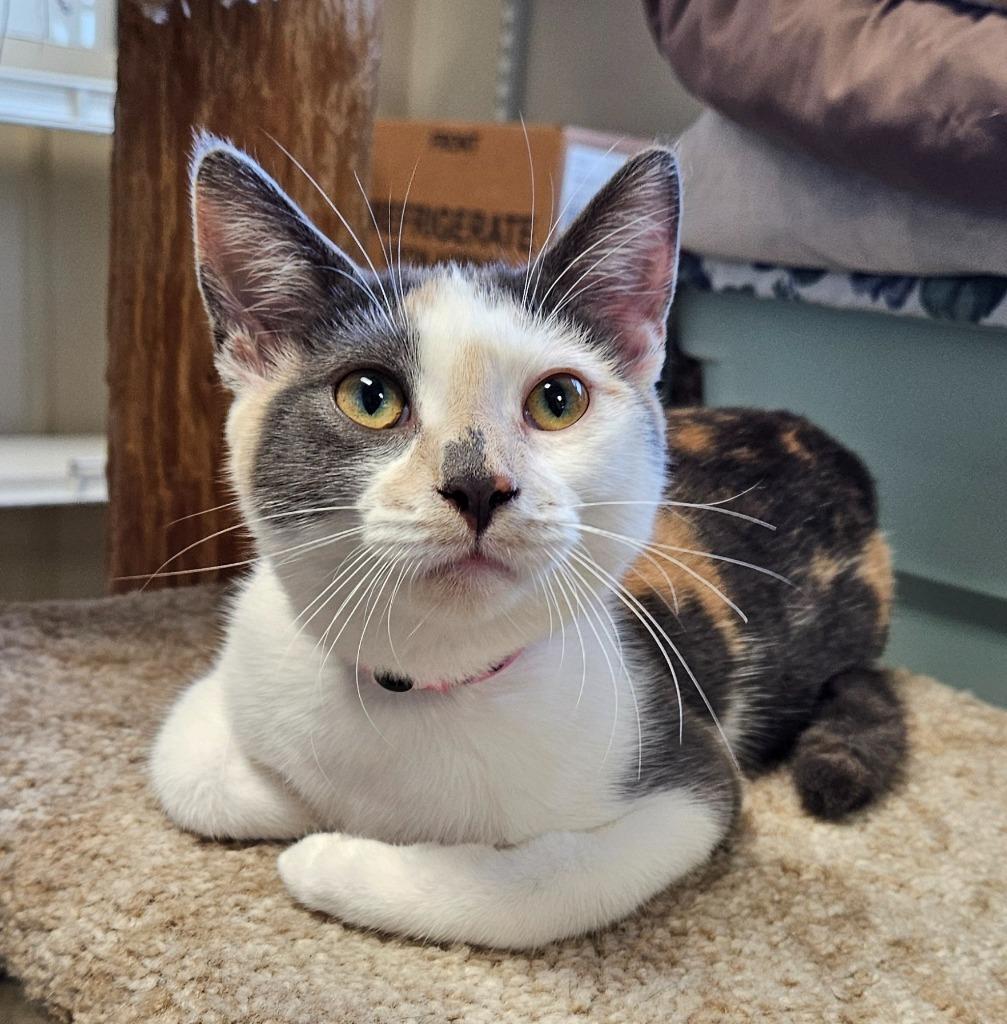 Bertie Lou, Adoptable, Kitten Female Domestic Short Hair.