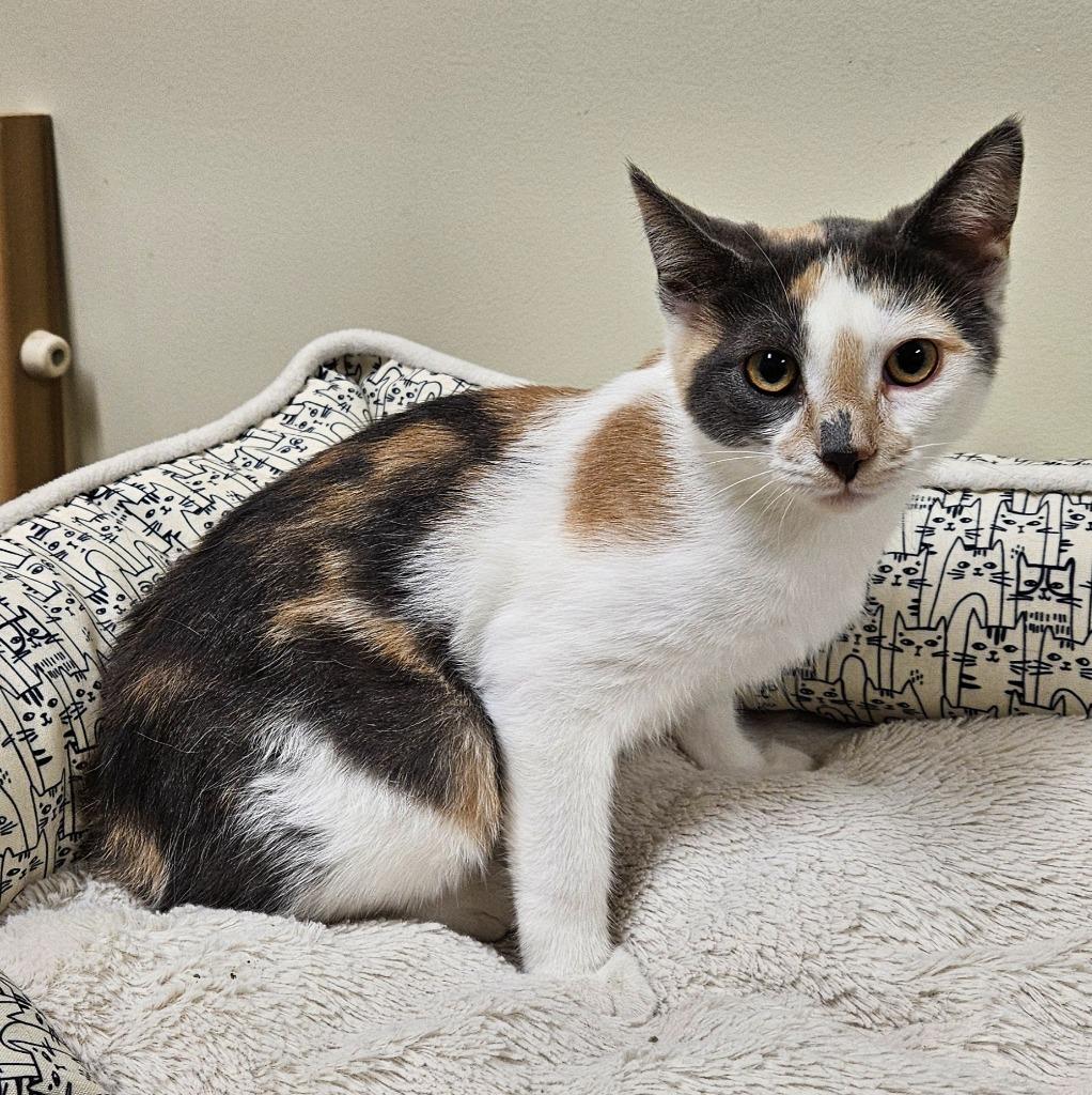 Enlarge Bertie Lou, a Adoptable mixed breed in Fremont, OH image 2/2