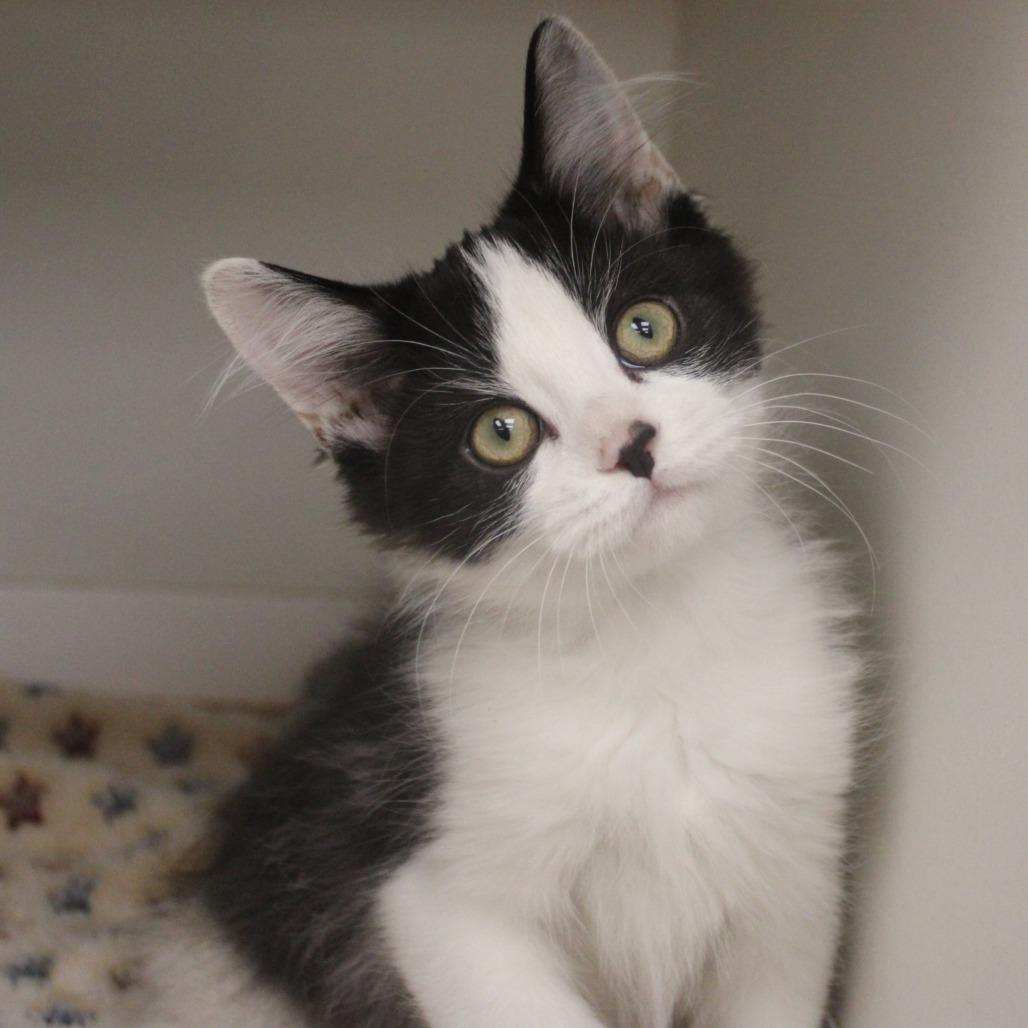 Enlarge Kawasaki, a Adopted Domestic Short Hair in Champaign, IL image 1/3