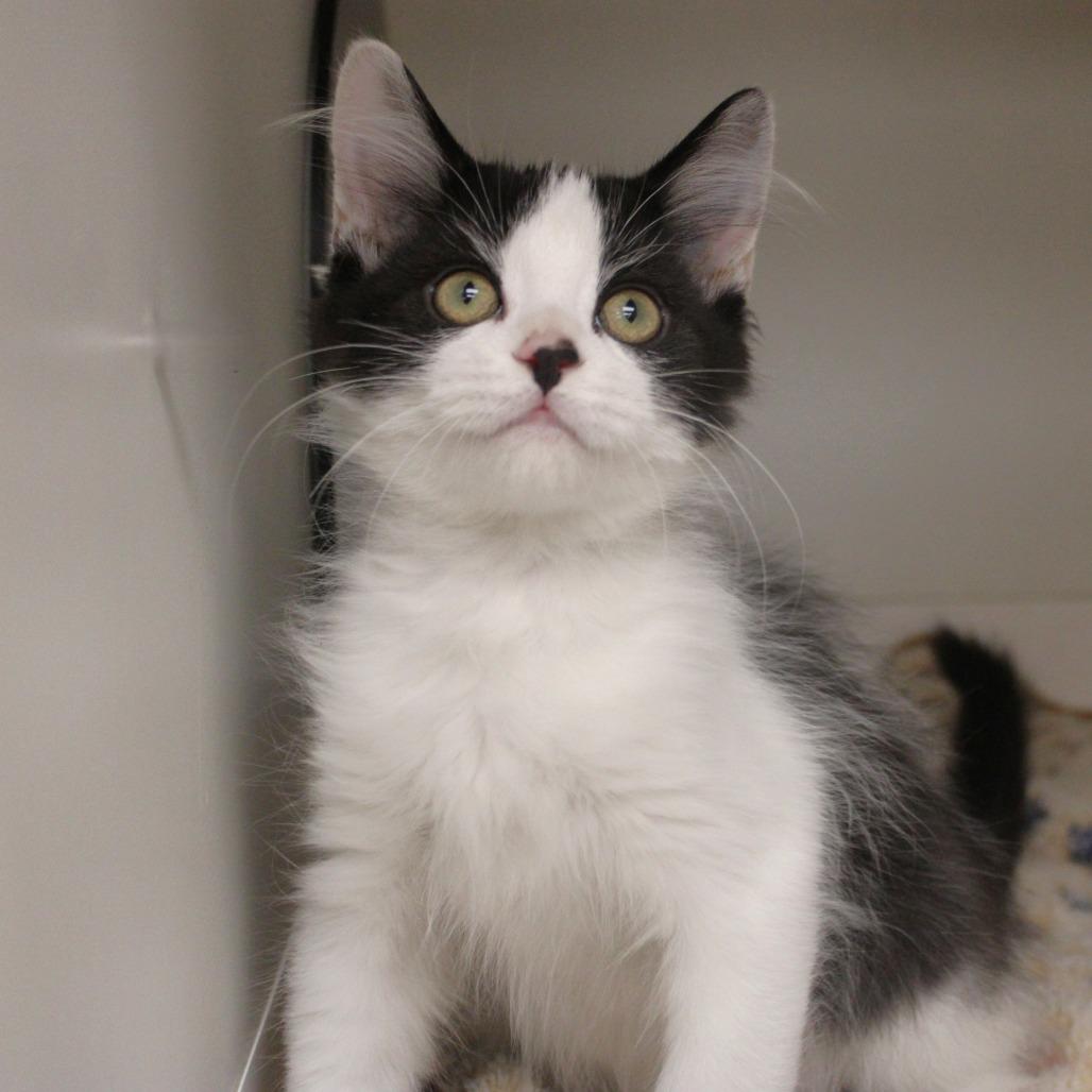 Enlarge Kawasaki, a Adopted Domestic Short Hair in Champaign, IL image 2/3