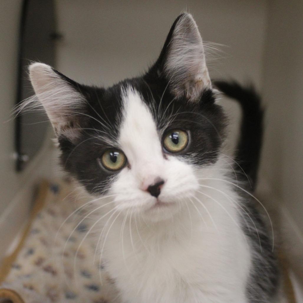 Enlarge Kawasaki, a Adopted Domestic Short Hair in Champaign, IL image 3/3