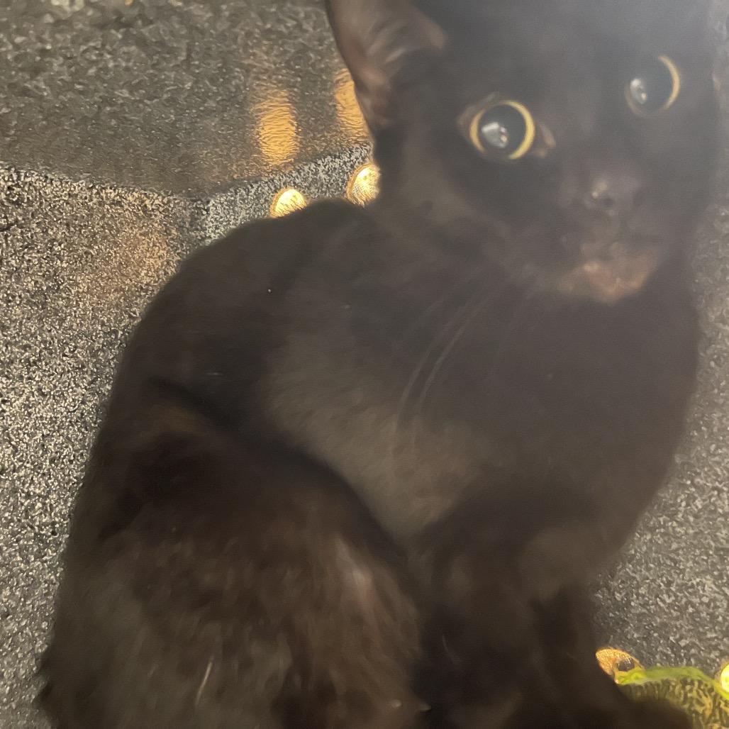 Smooch, Adoptable, Adult Female Domestic Short Hair.