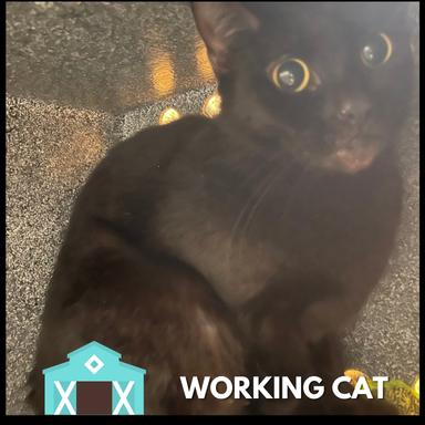 Smooch, Adoptable, Adult Female Domestic Short Hair.