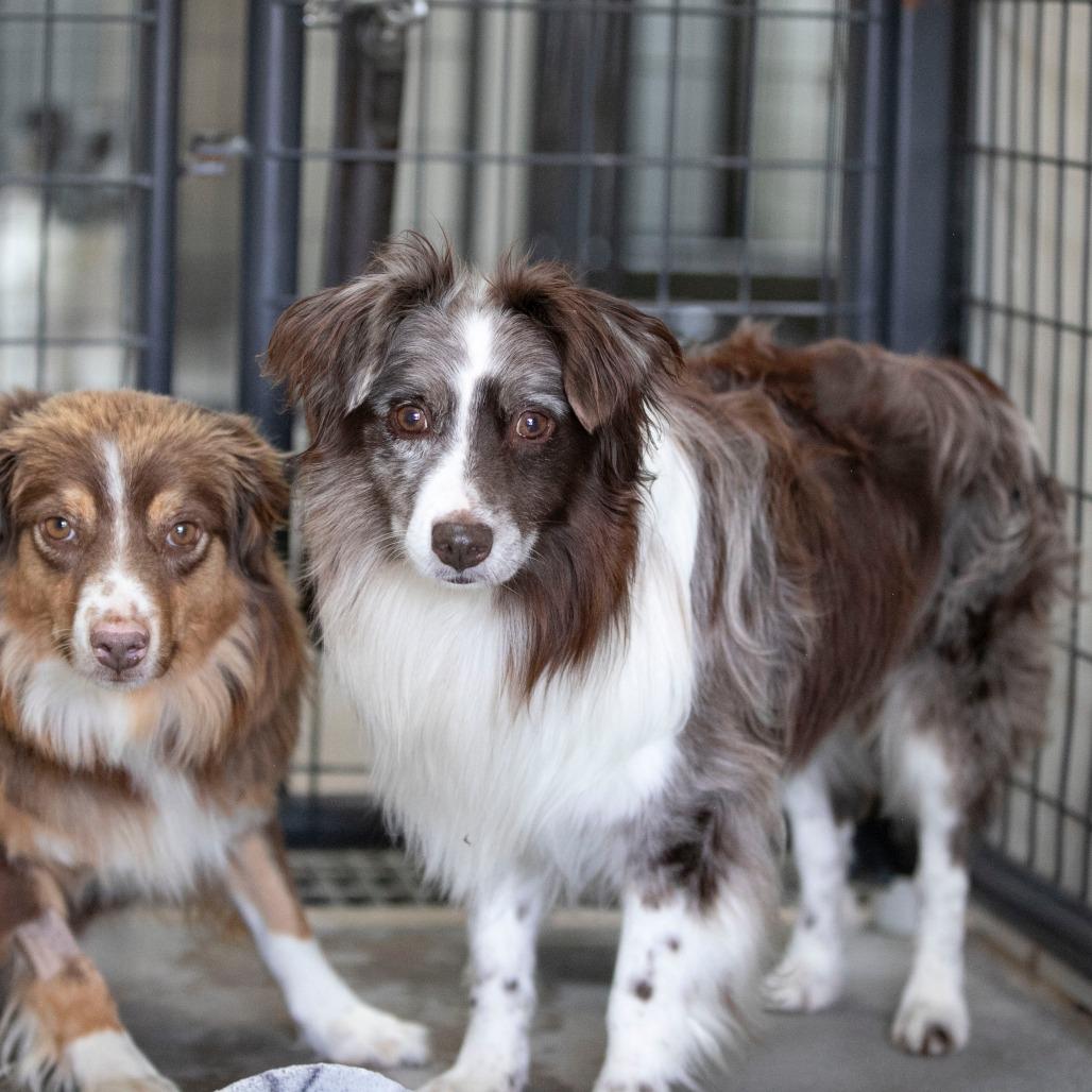 Remington (JY25-70), a Adoptable Australian Shepherd in Bendena, KS image 1/6
