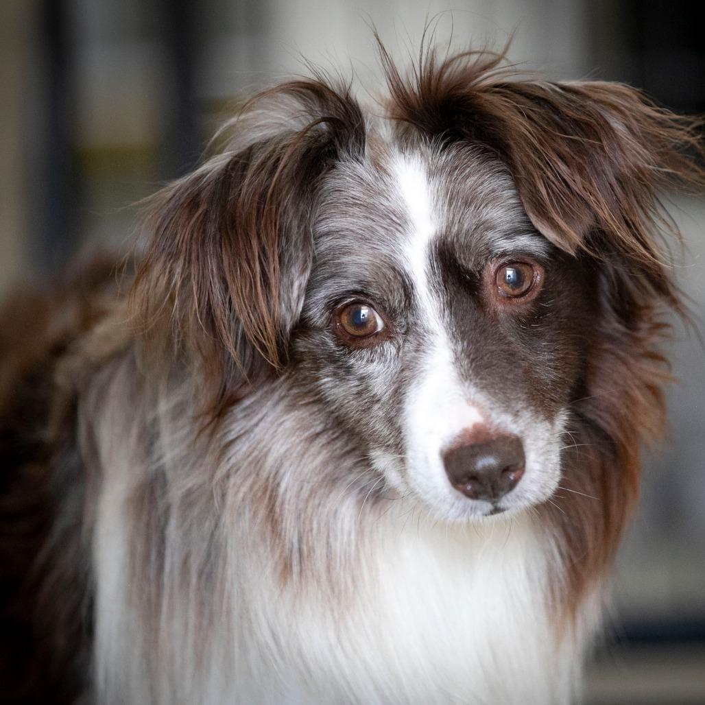 Remington (JY25-70), a Adoptable Australian Shepherd in Bendena, KS image 2/6