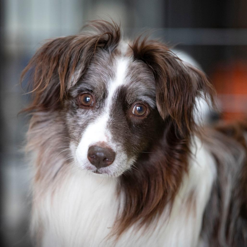 Remington (JY25-70), a Adoptable Australian Shepherd in Bendena, KS image 3/6