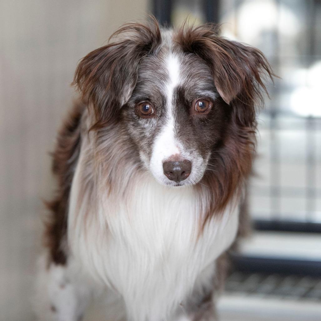 Remington (JY25-70), a Adoptable Australian Shepherd in Bendena, KS image 4/6