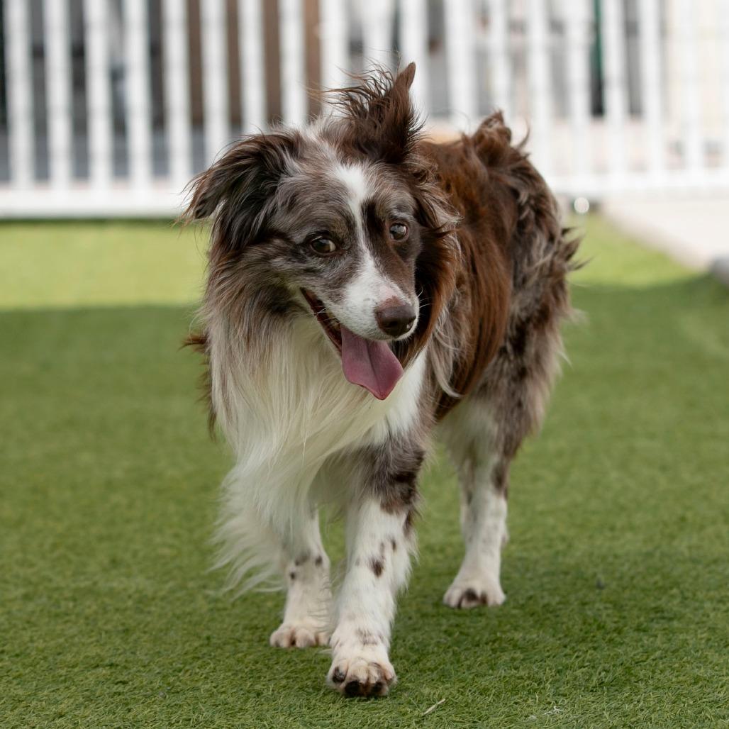 Remington (JY25-70), a Adoptable Australian Shepherd in Bendena, KS image 6/6
